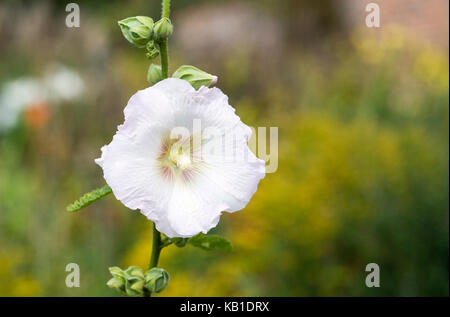 Alcea rosea. Weiße Malve im Garten. Stockfoto