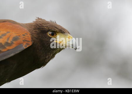 H ist für Hawk: Harris Hawk an der Walworth Castle Greifvögel zeigen; Walworth in der Nähe von Darlington, Großbritannien Stockfoto