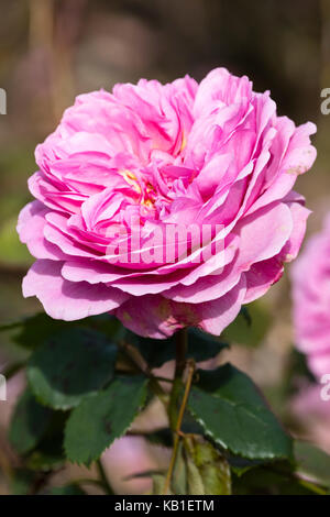 David Austin gezüchtet Englisch strauch Rose, Rosa "Erbe" vollständig verfügt über Doppel-, duftenden Blüten rosa Stockfoto