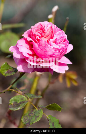 David Austin gezüchtet Englisch strauch Rose, Rosa "Erbe" vollständig verfügt über Doppel-, duftenden Blüten rosa Stockfoto