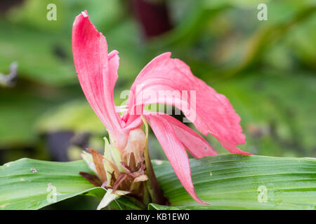 Rote Blume der Hardy Ingwer, Roscoea purpurea 'Red Gurkha' Stockfoto