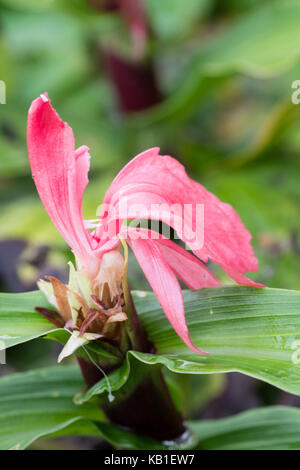 Rote Blume der Hardy Ingwer, Roscoea purpurea 'Red Gurkha' Stockfoto