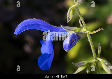 Blumen von der halb winterhart Salbei, Salvia buchananii Stockfoto