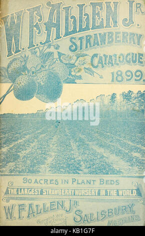 W.F. Allen Jr. Erdbeere Katalog 1899 (16443894672) Stockfoto