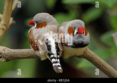 Zebrafinken in der Schmetterling Garten von Schloss Sayn, Taeniopygia guttata, Stockfoto