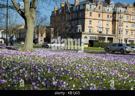 Urban Frühling Krokusse abgebildet auf der Streu in Harrogate, North Yorkshire, England, UK. Stockfoto