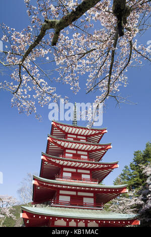 Japan, Kirsche, Blüten, Pagode im arakura sengen Shrine, Stockfoto