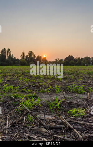 Missernten auf Feld gegen den Himmel (armageddon Thema) Stockfoto