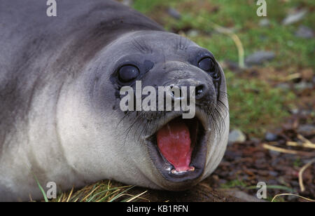 Southern Sea Elefant, Mirounga leonina Leonina, Frauen, Strand, Liegen, Brüllen, Antarktis, Stockfoto