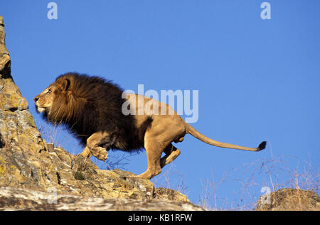 Afrikanischer Löwe Panthera leo, kleine Männer, Felsen, Stockfoto