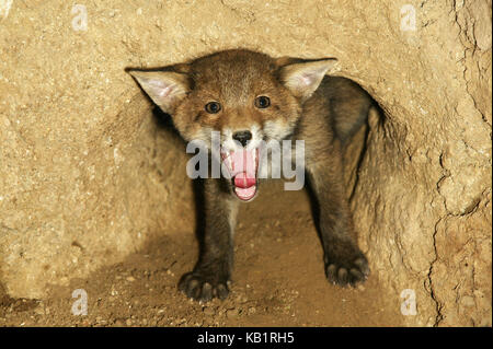 Red Fox, Vulpes vulpes, junge Tier im Bau, ängstlich, Zischen, Stockfoto