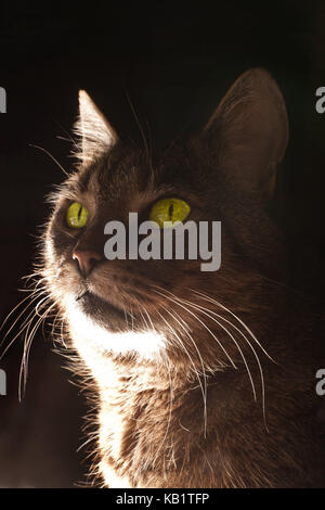 Katzen, Porträt, Tier, Haustier, Katze, EKH, Cat's Portrait, eins, gestreifte, Neugier, Interesse, Aussicht, Augen, Grün, Außenspiegel, Glanz, golden, Whisker, Licht, Schatten, in der Nähe von, Detail, die Hälfte Profil, Stockfoto