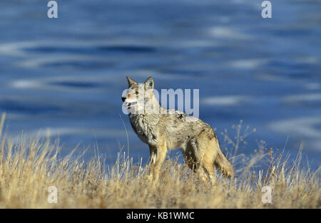 Prairie Wolf, Canis yogiebeer, Montana, Usa, Stockfoto