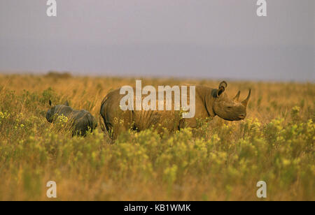 Spitzen Mund Nashorn, Diceros bicornis, Mutter Tier mit Kalb, Masai Mara, Kenia, Afrika, Stockfoto