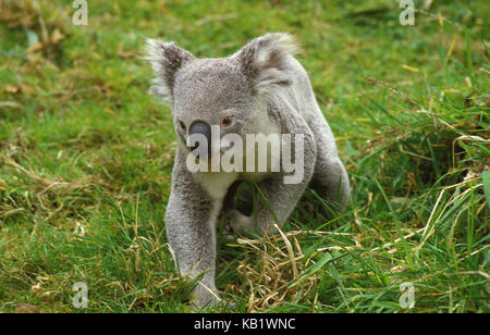 Koala, phascolarctos cinereus, Erwachsener, im Boden, Gras, laufen, Australien, Stockfoto