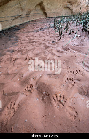 Spuren von Waschbär, ringtail, Coyote und Kaninchen in feuchten Sand in einen Canyon der Escalante River im Süden von Utah. Stockfoto