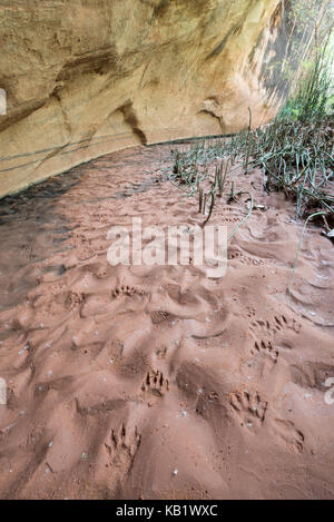 Spuren von Waschbär, ringtail, Coyote und Kaninchen in feuchten Sand in einen Canyon der Escalante River im Süden von Utah. Stockfoto