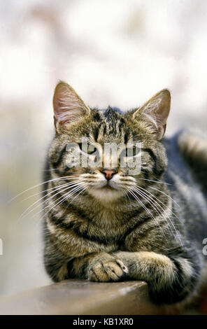 Hauskatze, gestreift, Lüge, innen, mit Kopf, Medium close-up, Stockfoto