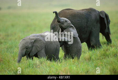 Der afrikanische Elefant, loxodonta Africana, junge Tiere, Spielen, Amboseli Park, Kenia, Afrika, Stockfoto