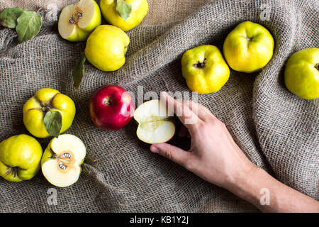 Herbst, Ernte, essen Konzept. Auf dem Grau texturierte fabrick sack Es gibt viele Früchte, grünen und gelben Quitten, einem roten Apfel und eine halbe og Es, dass von den männlichen Hand genommen wird Stockfoto