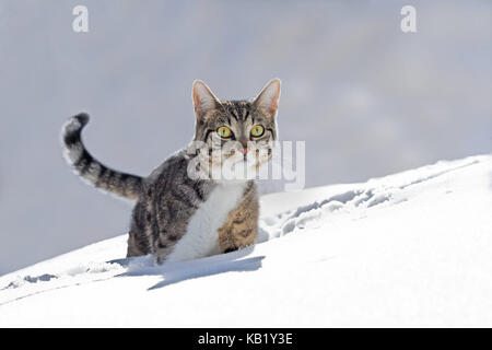 Katzen, Schnee, laufen, spielen Tier, Haustier, Katze, ekh, Freigänger, eine, gestreift, ausgeführt in den Weltraum, Blick Aussicht, sorgfältig, Neugier, Interesse, verschneite, winterliche, Winter-, Außen-, Tiefen Schnee, Go, Furt, mit Kopf, Stockfoto