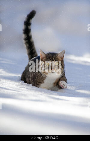 Katzen, Schnee, laufen, spielen Tier, Haustier, Katze, ekh, Freigänger, eine, gestreift, ausgeführt in den Weltraum, Blick Aussicht, sorgfältig, Neugier, Interesse, verschneite, winterliche, Winter-, Außen-, Tiefen Schnee, Go, Furt, mit Kopf, Stockfoto