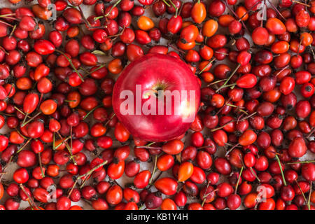 Herbst, Ernte, natürliches Produkt Konzept. Blick von oben auf die appetitlich Reif hochroten Apple, im Licht der Projektoren leuchtet, es ist rot, ovalen Beeren mit Stöcken aus Hagebutten gesammelt umgeben Stockfoto