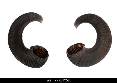 Studio shot ram Hörner, auf weißem Hintergrund Stockfoto