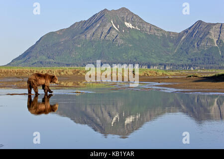 Nordamerika, USA, Alaska, Katmai Nationalpark, Hello, Bay, Braunbär, Ursus Arctos, Stockfoto