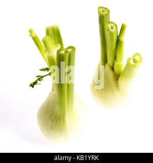 Fenchel, Foeniculum vulgare, Gemüse, weißer Hintergrund, Stockfoto