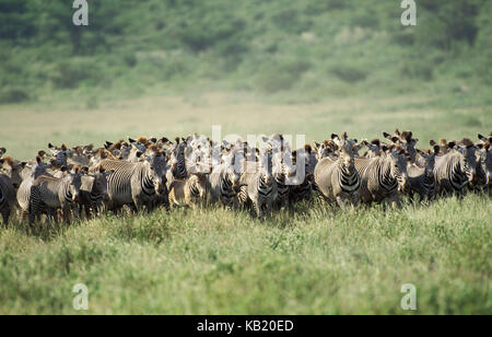 Grevys Zebras, Equus grevyi, konzentriert sich im Samburu Park, Kenia, Afrika, Stockfoto