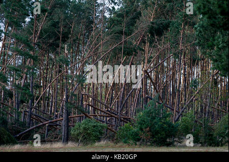 Umgestürzte Bäume im Wald durch extrem hohe Windgeschwindigkeit bei Sturm vor ein paar Tagen in Rytel, Polen, 15. August 2017 © wojciech Strozyk/Alamy Stockfoto