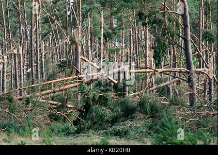 Umgestürzte Bäume im Wald durch extrem hohe Windgeschwindigkeit bei Sturm vor ein paar Tagen in Rytel, Polen, 15. August 2017 © wojciech Strozyk/Alamy Stockfoto