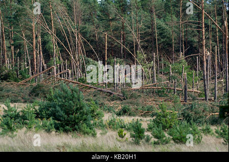 Umgestürzte Bäume im Wald durch extrem hohe Windgeschwindigkeit bei Sturm vor ein paar Tagen in Rytel, Polen, 15. August 2017 © wojciech Strozyk/Alamy Stockfoto
