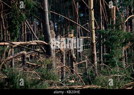 Umgestürzte Bäume im Wald durch extrem hohe Windgeschwindigkeit bei Sturm vor ein paar Tagen in Rytel, Polen, 15. August 2017 © wojciech Strozyk/Alamy Stockfoto