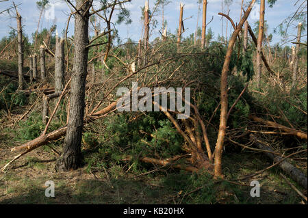 Umgestürzte Bäume im Wald durch extrem hohe Windgeschwindigkeit bei Sturm vor ein paar Tagen in Rytel, Polen, 15. August 2017 © wojciech Strozyk/Alamy Stockfoto