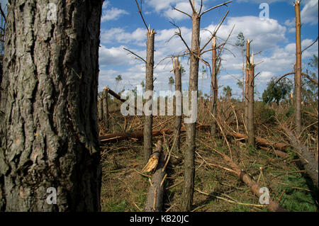 Umgestürzte Bäume im Wald durch extrem hohe Windgeschwindigkeit bei Sturm vor ein paar Tagen in Rytel, Polen, 15. August 2017 © wojciech Strozyk/Alamy Stockfoto