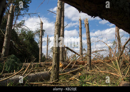 Umgestürzte Bäume im Wald durch extrem hohe Windgeschwindigkeit bei Sturm vor ein paar Tagen in Rytel, Polen, 15. August 2017 © wojciech Strozyk/Alamy Stockfoto