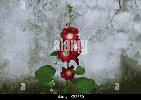 Alcea Rosea Kastanienbraun Stockfoto