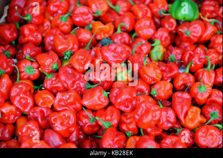 Habanero Paprika, Farmer's Market, Curacao Stockfoto