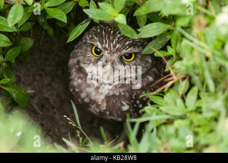 Grabende Owl suchen aus dem Nest Loch in einer Wiese. Stockfoto