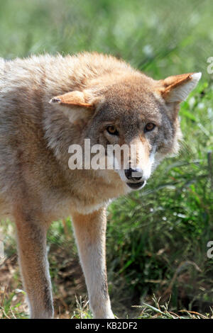 Ein Kojote, Canis yogiebeer, in der Space Farmen Zoo und Museum, Sussex County, New Jersey, USA Stockfoto