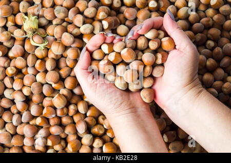 Hände halten Haselnüsse auf einem Haufen in der Erntesaison Stockfoto