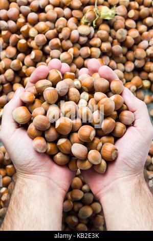 Hände halten Haselnüsse auf einem Haufen in der Erntesaison Stockfoto