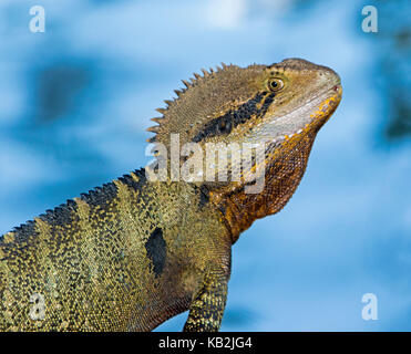 Leiter des Australian Eastern Water Dragon lizard, Intellegama Physignathus lesueurii Syn, mit aufmerksamem Ausdruck, vor blauem Hintergrund Stockfoto