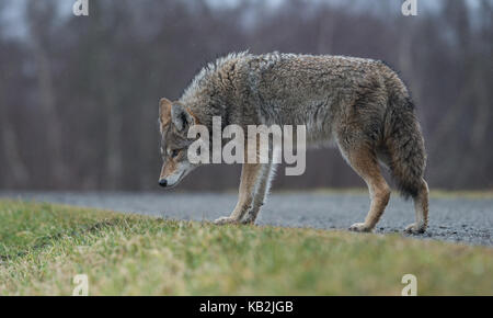 Coyote in British Columbia, Kanada Stockfoto