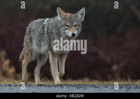 Coyote in British Columbia, Kanada Stockfoto