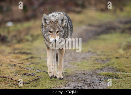 Coyote in British Columbia, Kanada Stockfoto