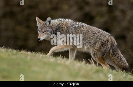 Coyote in British Columbia, Kanada Stockfoto