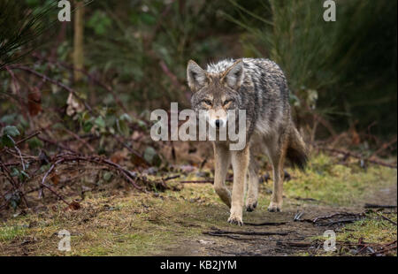 Coyote in British Columbia, Kanada Stockfoto